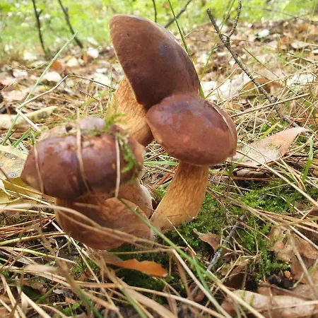 Апартаменты 